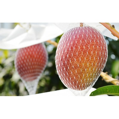 【千の葉ライチ】完熟アップルマンゴーL×2果入 (先行予約)[53680310]