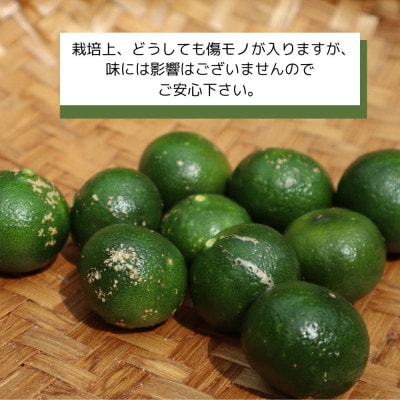 【2025年9月～10月の発送】ゆいゆい国頭が厳選した青切りシークヮーサー5kg