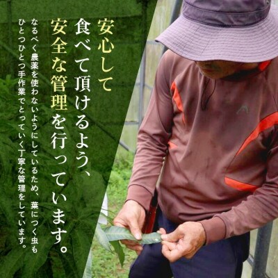 【2026年6月から順次発送】優品アーウィンマンゴー5kg(8～12玉)