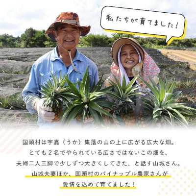 【2025年7月～8月の発送】パイナップルの王道 Nパイン4玉