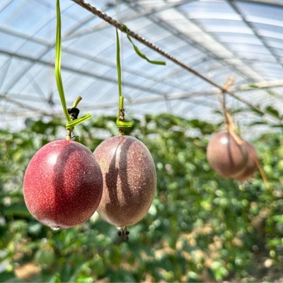 【2025年5月頃から順次発送】国頭村産パッションフルーツ1kg(10～12玉)