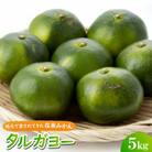 【2026年10月頃から順次発送】地元で愛されてきた在来みかん タルガヨー5kg
