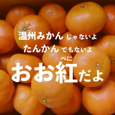 【2025年12月頃から順次発送】やんばる国頭村産の島みかん おお紅 3kg