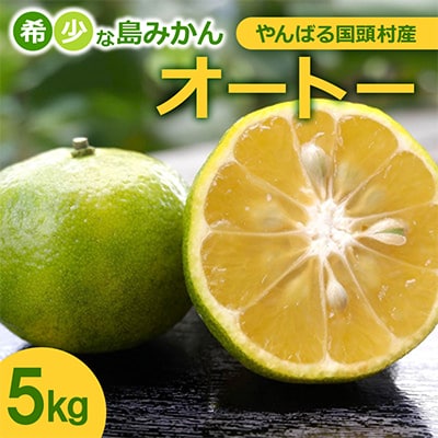 【2025年10月から順次発送】やんばる国頭村産 希少な島みかん「オートー」5kg