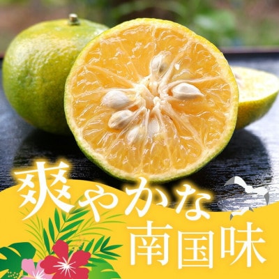 【2025年10月から順次発送】やんばる国頭村産 希少な島みかん「オートー」5kg