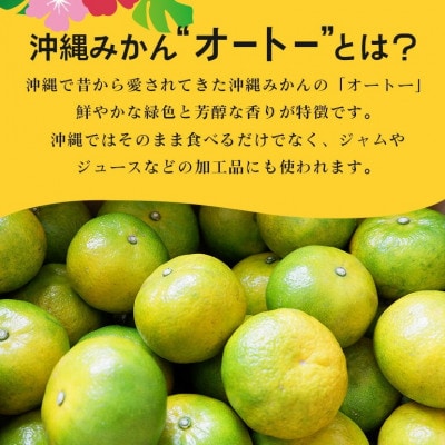 【2025年10月から順次発送】やんばる国頭村産 希少な島みかん「オートー」5kg