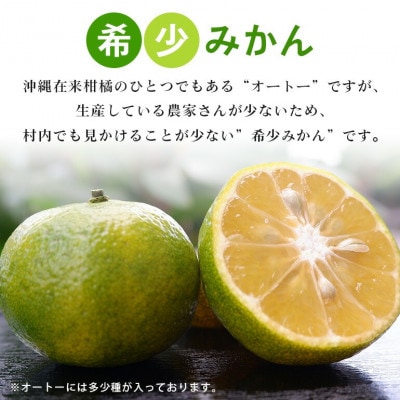 【2025年10月から順次発送】やんばる国頭村産 希少な島みかん「オートー」5kg