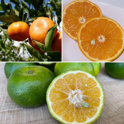 【発送月固定定期便】南国プレミアムフルーツ定期便(マンゴー&パイナップル2種&柑橘3種)全6回