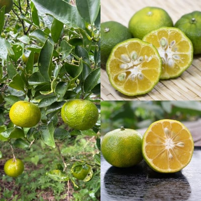 【発送月固定定期便】やんばるの島みかんまるっと定期便全6回