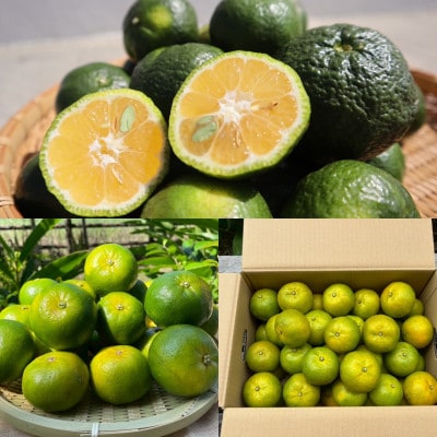 【発送月固定定期便】やんばるの島みかんまるっと定期便全6回