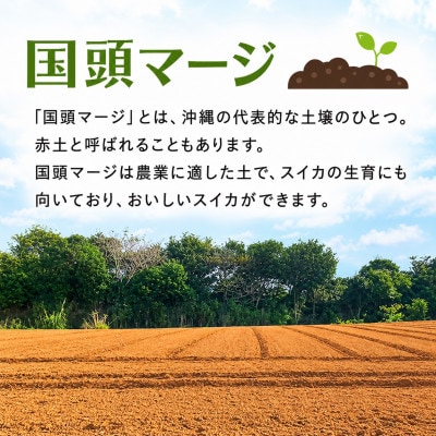 【2027年2月中旬から順次発送】島袋さんの冬スイカ 1玉(3.5～4.5kg)