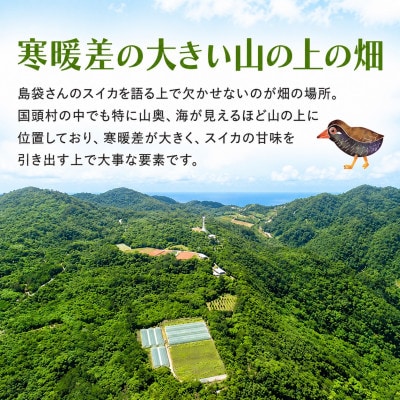 【2027年2月中旬から順次発送】島袋さんの冬スイカ 1玉(3.5～4.5kg)