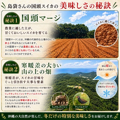 【2027年2月中旬から順次発送】島袋さんの冬スイカ 2玉(1玉3.5～4.5kg)