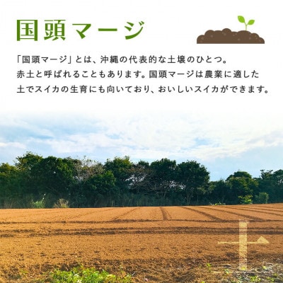 【2025年5月～6月頃の発送】島袋さんの夏スイカ大玉 1玉(5.0～7.0kg)
