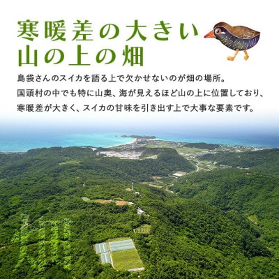 【2025年8月中旬から順次発送】島袋さんの夏スイカ大玉 2玉(1玉5.0～7.0kg)