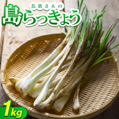 【2026年5月上旬から順次発送】農家直送!国頭村・島袋さんの採れたて島らっきょう 1kg