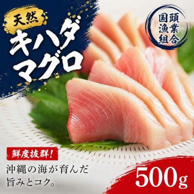 【国頭漁業協同組合直送】天然キハダマグロ 500g