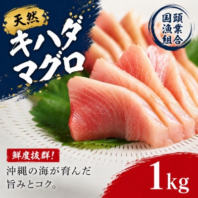 【国頭漁業協同組合直送】天然キハダマグロ 1kg