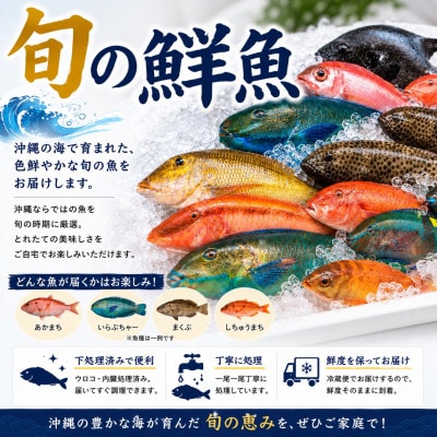 【国頭漁業協同組合直送】旬の鮮魚おまかせセット 3kg(4～8種類)