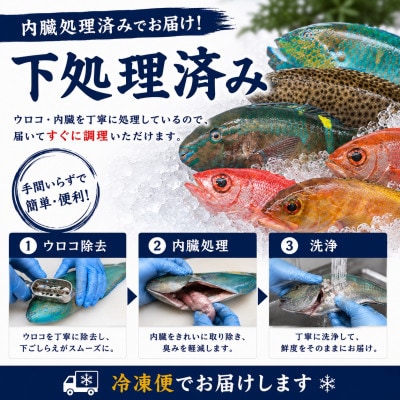 【国頭漁業協同組合直送】旬の鮮魚おまかせセット 3kg(4～8種類)