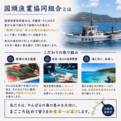 【国頭漁業協同組合直送】旬の鮮魚おまかせセット 3kg(4～8種類)