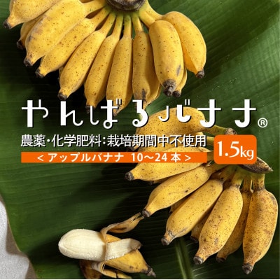 【栽培期間中農薬不使用】やんばるバナナ1.5kg(10～24本)