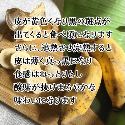 【栽培期間中農薬不使用】やんばるバナナ1.5kg(10～24本)