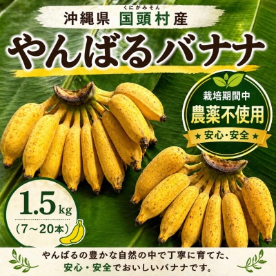 【栽培期間中農薬不使用】やんばるバナナ1.5kg(7～20本)