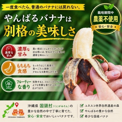 【栽培期間中農薬不使用】やんばるバナナ1.5kg(7～20本)