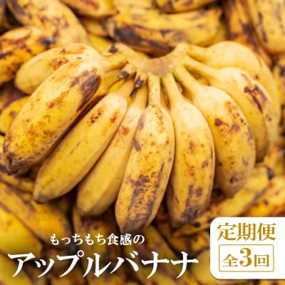 【発送月固定定期便】国頭村アドバンス・ファーム直送!モチモチ食感のアップルバナナ定期便全3回