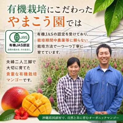 【2026年7月上旬から順次発送・有機JAS認証】オーガニックマンゴー2kg(4~5玉)