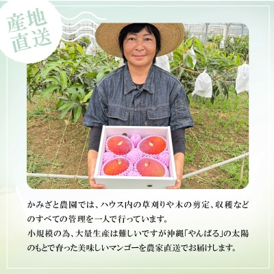 【2025年6月～7月頃の発送】贈答用のアップルマンゴー2kg