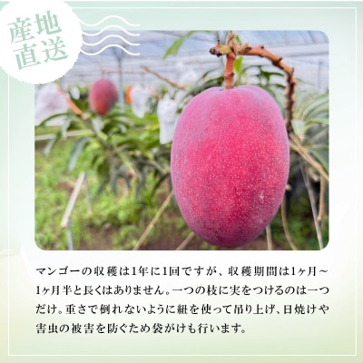 【2025年6月～7月頃の発送】贈答用のアップルマンゴー2kg