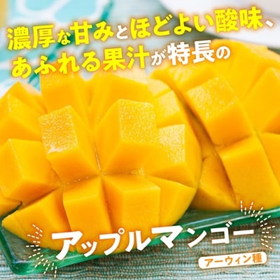 【2026年7月から順次発送・訳あり】燦々マンゴー1.5kg(3～6玉)