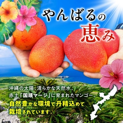 【2026年7月から順次発送・訳あり】燦々マンゴー1.5kg(3～6玉)