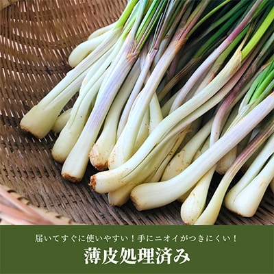 【ビール特産品セット】オリオン ザ・ドラフト&国頭村の島らっきょう【複数個口で配送】