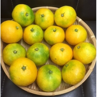 服部農園　ゆら早生みかん　2.5kg(Mサイズ)