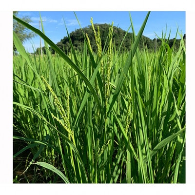 新米 むすびの黒田米 こしひかり 5キロ[53720075]