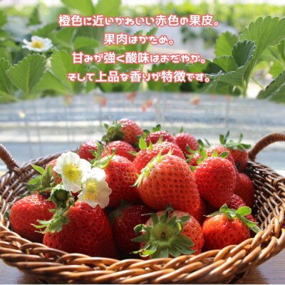 三重県産いちご 「かおり野」 8P[53720155]