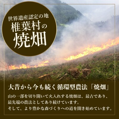 【世界農業遺産の産物】焼畑農家がつくった山桑の葉茶 ティーバック【桑茶】YS-24