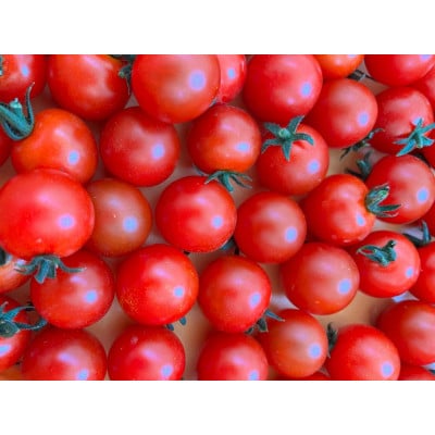 飯舘村産　樹上完熟のミニトマト1.2kg