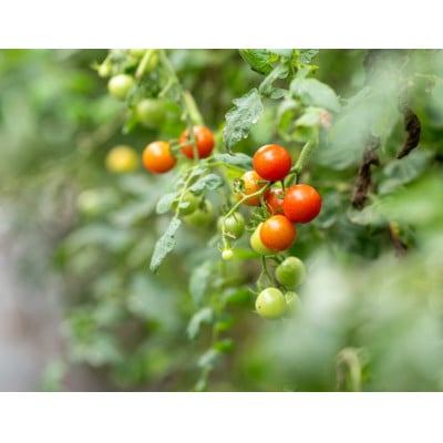 飯舘村産　樹上完熟のミニトマト1.2kg