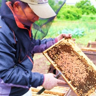 はちみつ 国産 天然 純はちみつ 370g×3種 アソート 花こよみセット[No5354-0316]