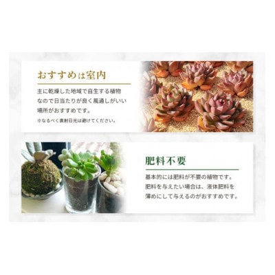 多肉植物詰め合わせ 40セット