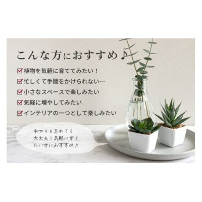 多肉植物詰め合わせ 40セット