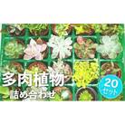 多肉植物詰め合わせ 20セット