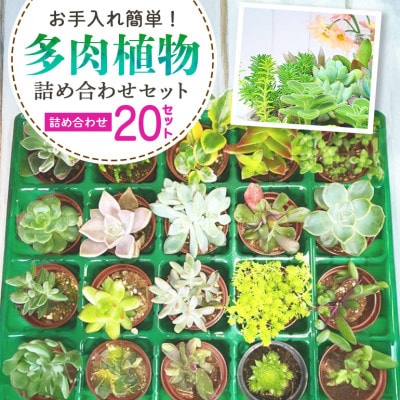 多肉植物詰め合わせ 20セット
