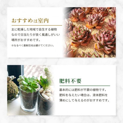 多肉植物詰め合わせ 20セット