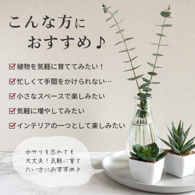 多肉植物詰め合わせ 20セット