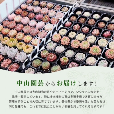 多肉植物詰め合わせ 20セット